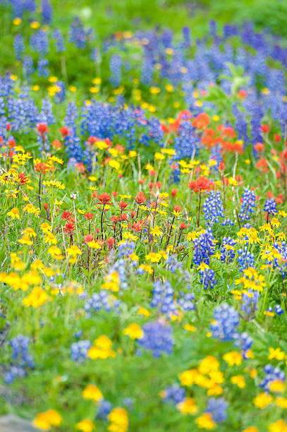 wildflowers alpino - north cascades national park mountain flower wildflower imagens e fotografias de stock