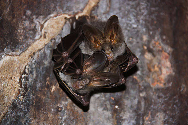 istock Bat with the scientific name 