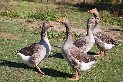 Goos Types Group Gooses Stock Photo - Download Image Now - Animal, Animal Body ...