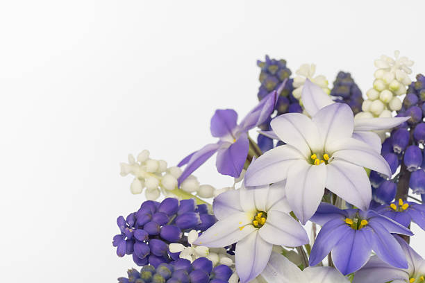 istock Purple flower arrangement 485922079