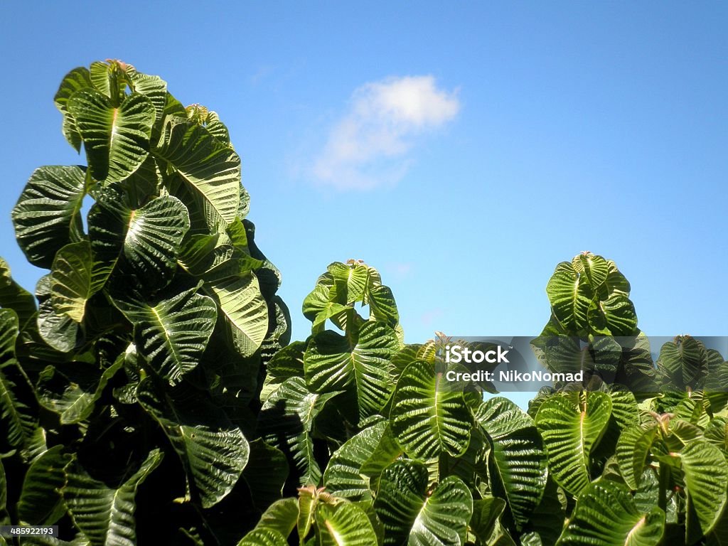 Feuilles vertes ciel bleu - Photo de Arbre libre de droits