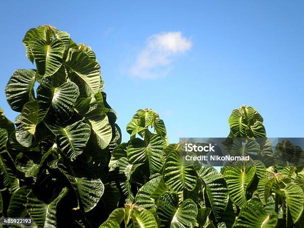 Photo libre de droit de Feuilles Vertes Ciel Bleu banque d'images et plus d'images libres de droit de Arbre - Arbre, Beauté, Beauté de la nature