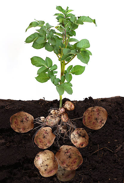 tubers patate e verdure con foglie in terra. - root growth dirt seed foto e immagini stock