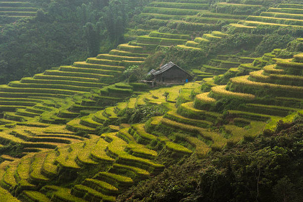 istock Beautiful Rice Terrace in Sapa, Vietnam 485922537