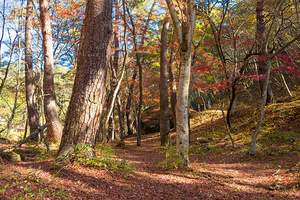 istock Autumn Mitake Shosenkyo 485922728