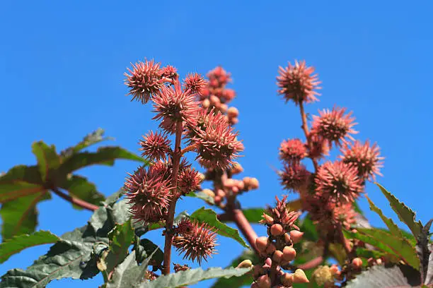 Photo of Castor oil plants with fruits on a sky background