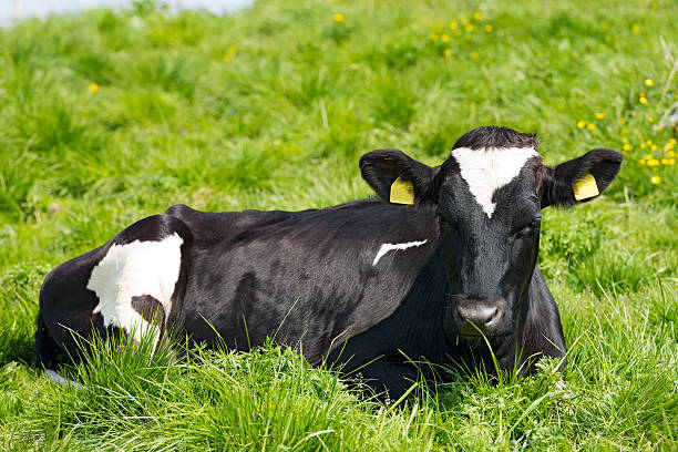 istock Black and White Cow Resting on Green Pasture 485922814