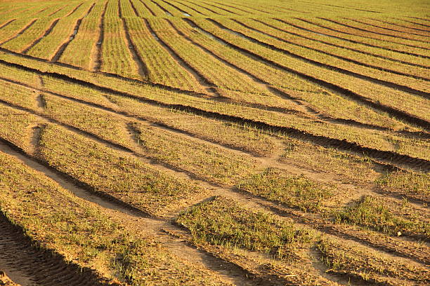 istock Crop field with vehicle tracks 485923507