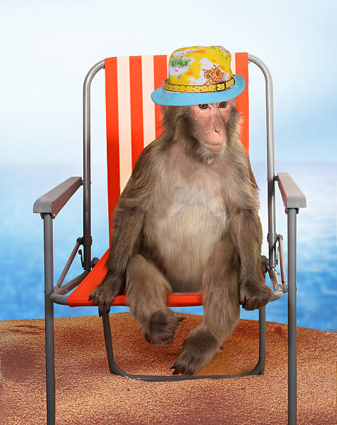 Funny Monkey Relaxing On A A Beach Chair Stock Photo - Download Image Now -  2015, Animal, Beach - iStock