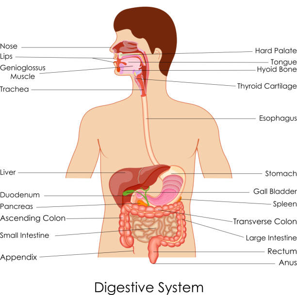 Digestive System Stock Illustration - Download Image Now - Human Digestive  System, Diagram, Anatomy - iStock