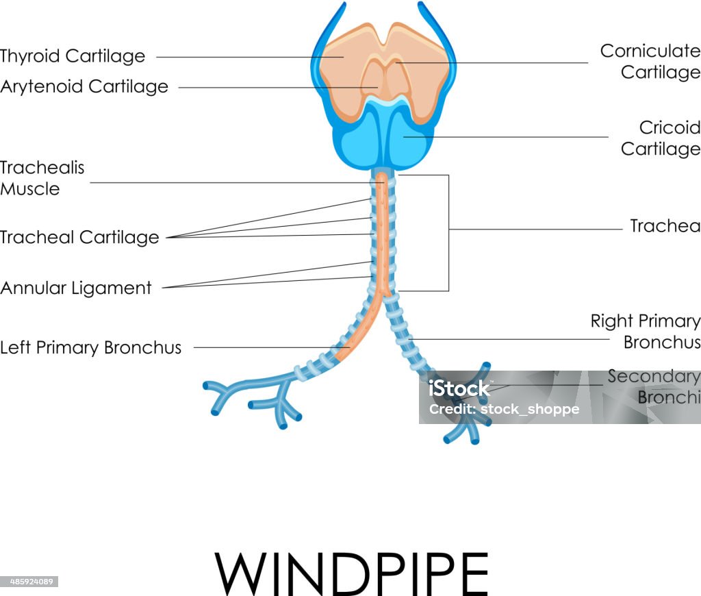 Windpipe - clipart vectoriel de Cartilage cricoïde libre de droits