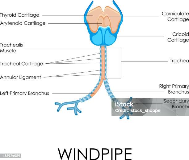 Windpipe Vecteurs libres de droits et plus d'images vectorielles de Cartilage cricoïde - Cartilage cricoïde, Anatomie, Biologie