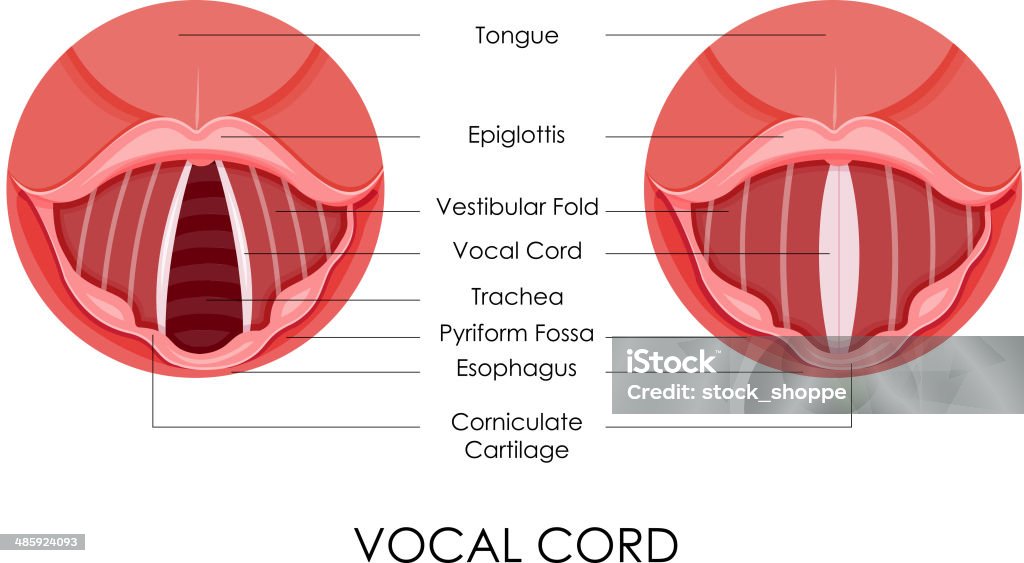 声帯 - 声帯のロイヤリティフリーベクトルアート