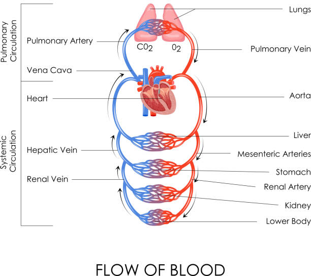 illustrations, cliparts, dessins animés et icônes de circulation système - bloodstream