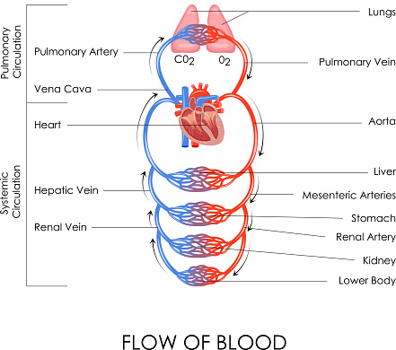 vector illustration of flow of blood in circulatory system