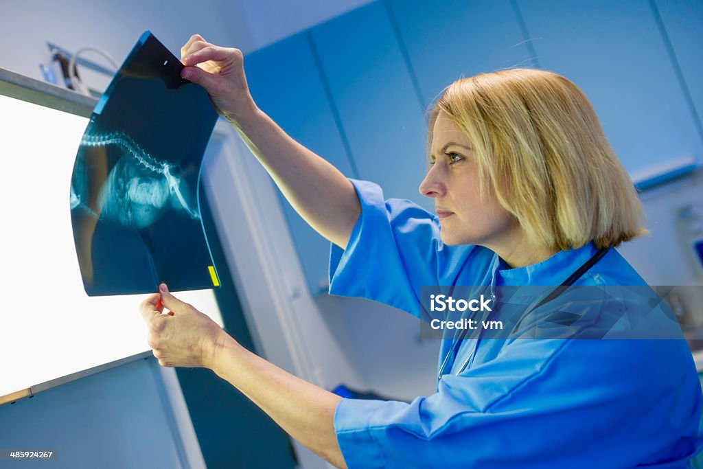 Weibliche Tierarzt untersuchen X-Ray - Lizenzfrei Röntgenbild Stock-Foto