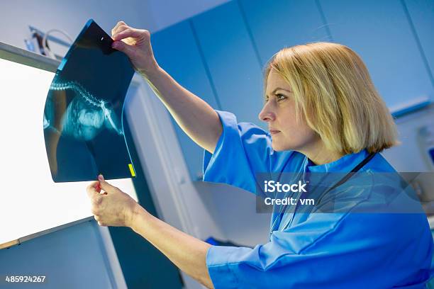 Weibliche Tierarzt Untersuchen Xray Stockfoto und mehr Bilder von Röntgenbild - Röntgenbild, Hund, Arbeiten