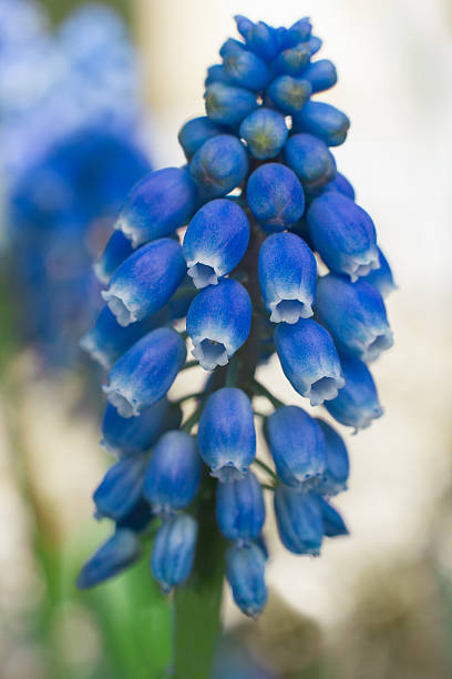 Beautiful blue blossom macro looking amazing stock photo