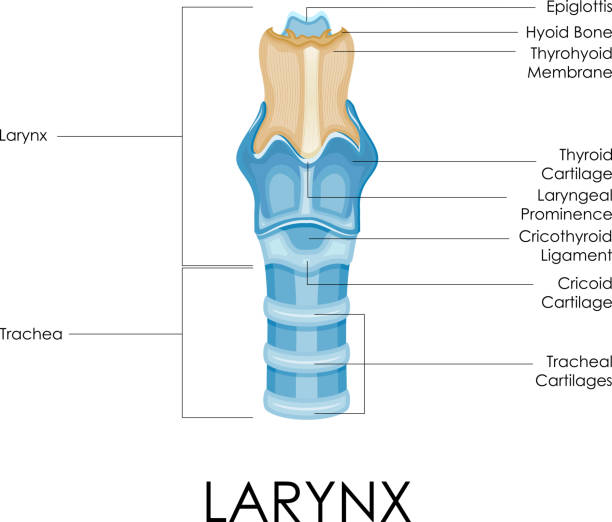 illustrations, cliparts, dessins animés et icônes de schéma explicatif de larynx - prominence