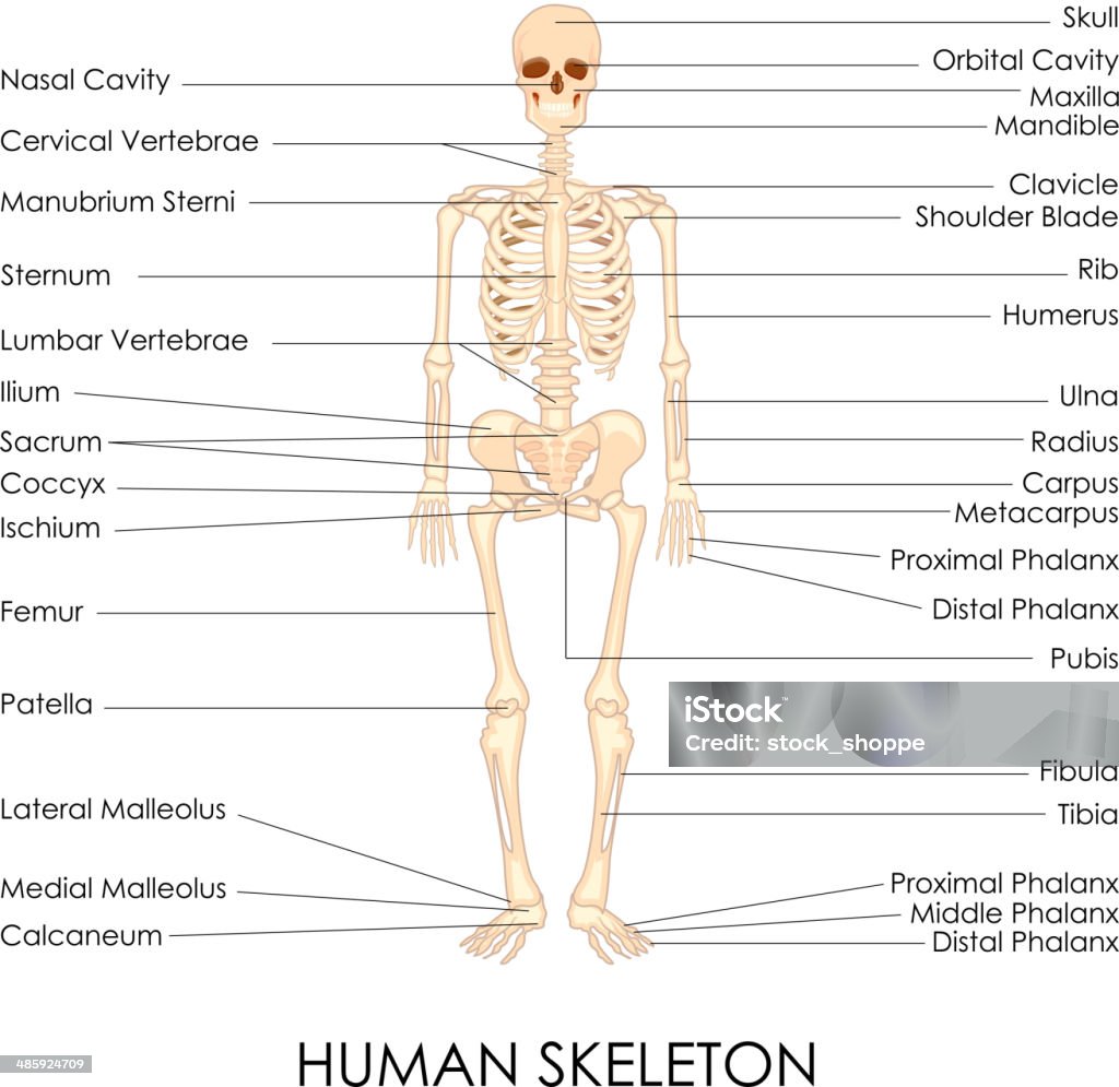Human Skelton - arte vettoriale royalty-free di Anatomia umana