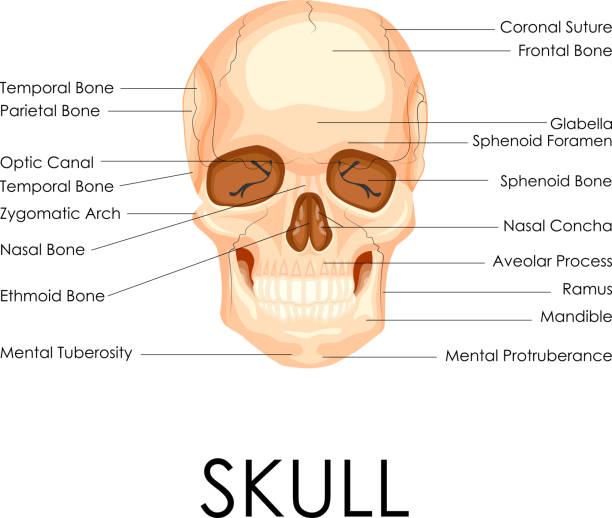 Human Skull vector illustration of diagram of human skull sphenoid bone stock illustrations