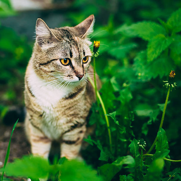 istock Playful Cute Tabby Gray Cat Kitten Pussycat Sitting In Grass 485925322