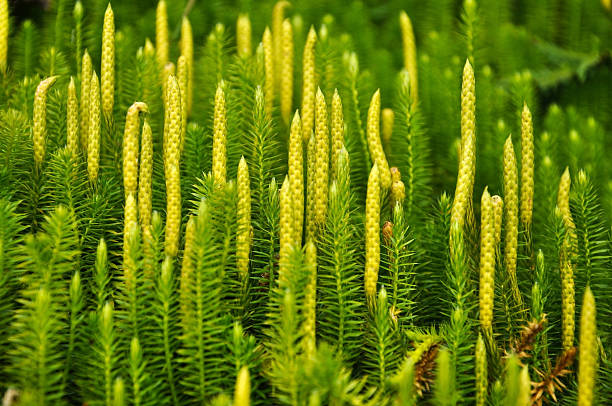 Stiff clubmoss Stiff clubmoss (Lycopodium annotinum) in summer, Carpathian mountains, Ukraine lycopodiaceae photos stock pictures, royalty-free photos & images