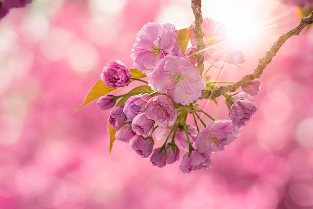 istock pink cherry blossom flowers 485925495