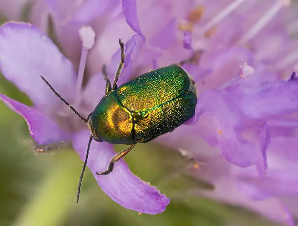 Leaf beetle, Cryptocepalus, Chrysomelidae