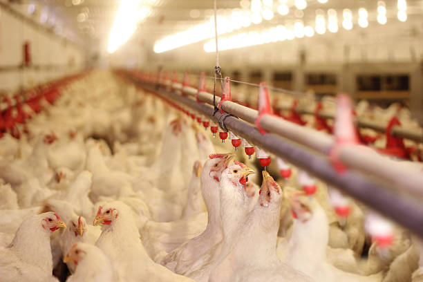 farma kurczaków, drób - young bird poultry chicken livestock zdjęcia i obrazy z banku zdjęć