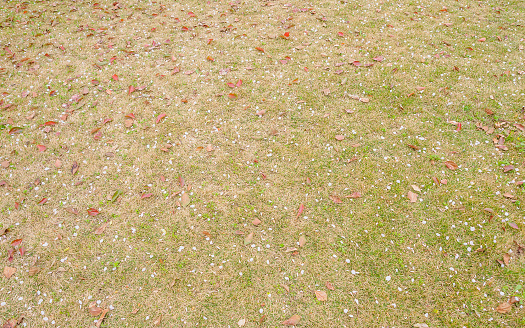 Spring flowers series, the land covered with leaves and petals of cherry blossoms