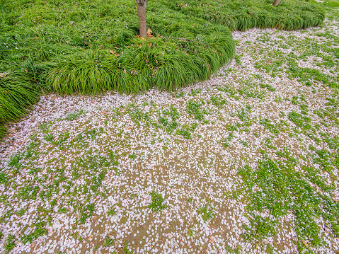 Spring flowers series, the land covered with the petals of cherry blossoms