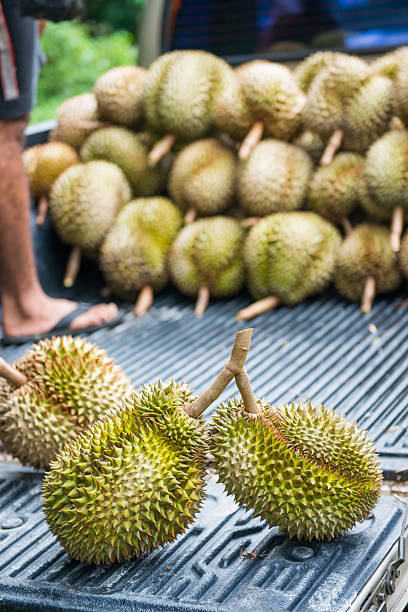 istock pile of fresh durain from garden 485927378