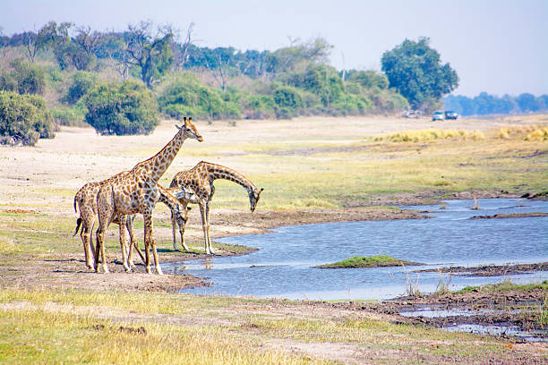 giraffes pije od rzeki - south african giraffe zdjęcia i obrazy z banku zdjęć