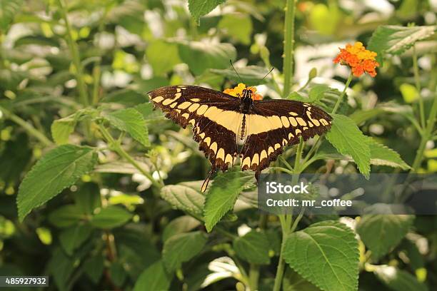 King Swallowtail Butterfly Heraclides Thoas Stock Photo - Download Image Now