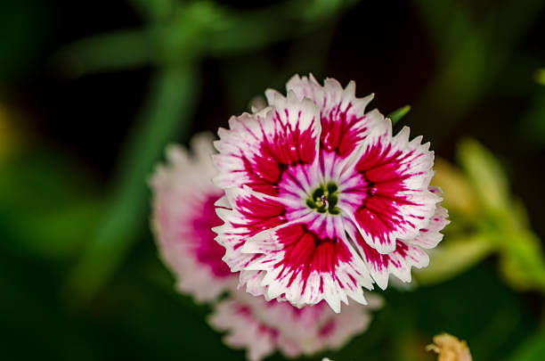 istock Blanket Flower, Gailardia Pulchella 485927944