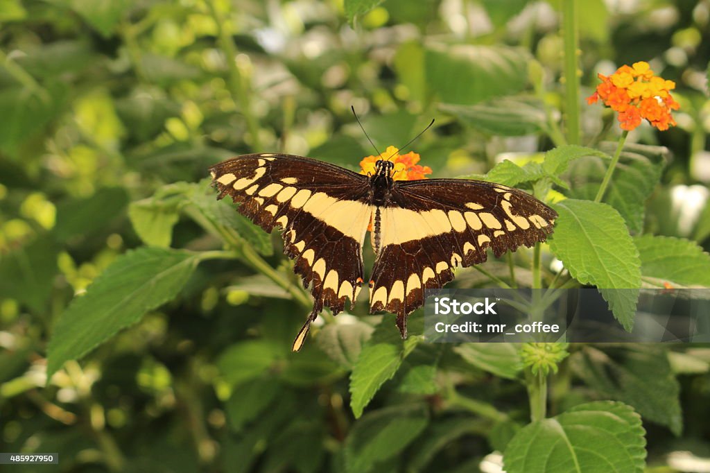 "King Swallowtail" butterfly - Heraclides Thoas (or Papilio Thoas) Yellow striped black and tailed "King Swallowtail" butterfly (or Thoas Swallowtail) in Innsbruck, Austria. Heraclides Thoas (or Papilio Thoas), native to south and central America. 2015 Stock Photo