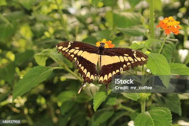 King Swallowtail Butterfly Heraclides Thoas Stock Photo - Download Image Now