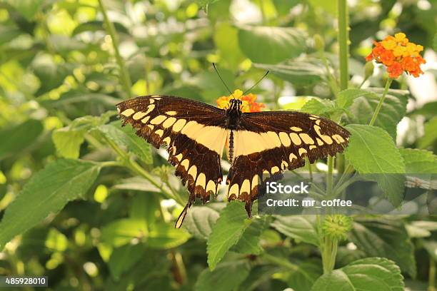 King Swallowtail Butterfly Heraclides Thoas Stock Photo - Download Image Now