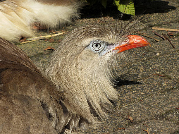istock Cariama cristata, portrait of bird 485928318