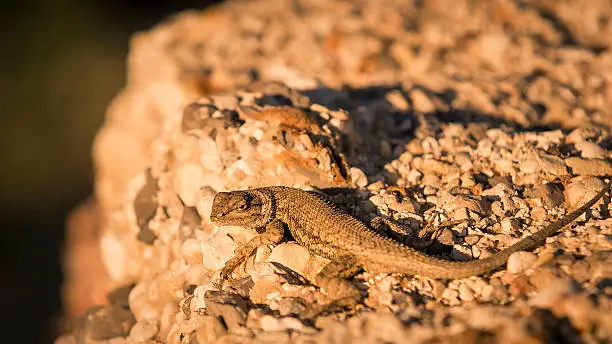 Photo of Sagebrush Lizard Sceloporus graciosus Utah