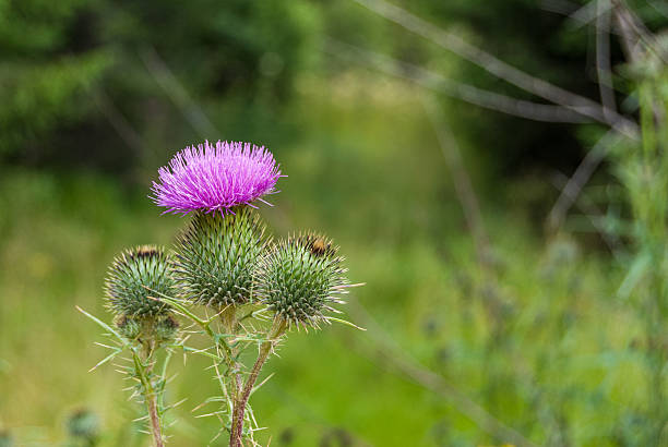 Thistle flower Thistle flower Scottish Thistle stock pictures, royalty-free photos & images