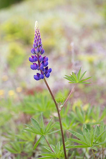 istock Purple Lupine Flower 485929940