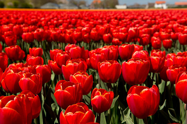 istock Tulip culture 485932284