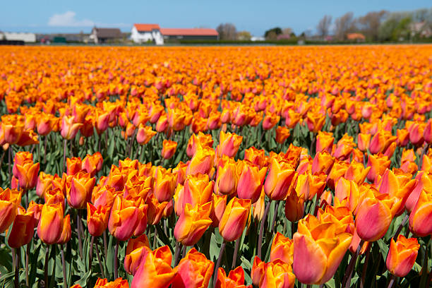 istock Tulip culture 485932778