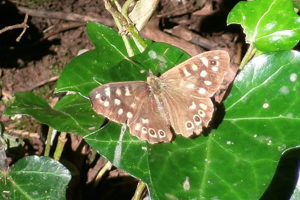 This photgraph is a picture of a Speckledwood butterfly openwinged taken by me at the park in Lipson Road in Plymouth Devon