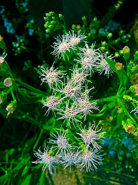 ageratum conyzoides, kozy chwastów, tropikalne whiteweed - whiteweed zdjęcia i obrazy z banku zdjęć