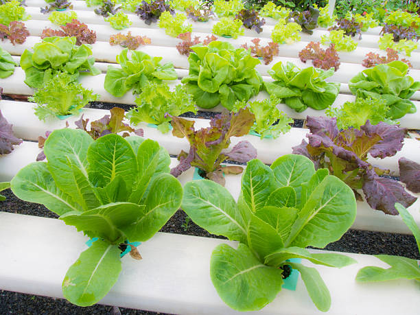 Fresh hydrophonic plant Hydroponics method of growing plants using mineral nutrient solutions, in water, without soil. Close up planting hand Hydroponics plant aquaponics photos stock pictures, royalty-free photos & images