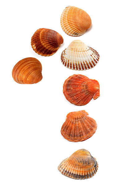 istock Numeral 1 composed of seashells 485935226