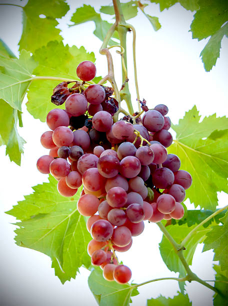 istock Vine with bunches of grapes a sunny summer day 485935376